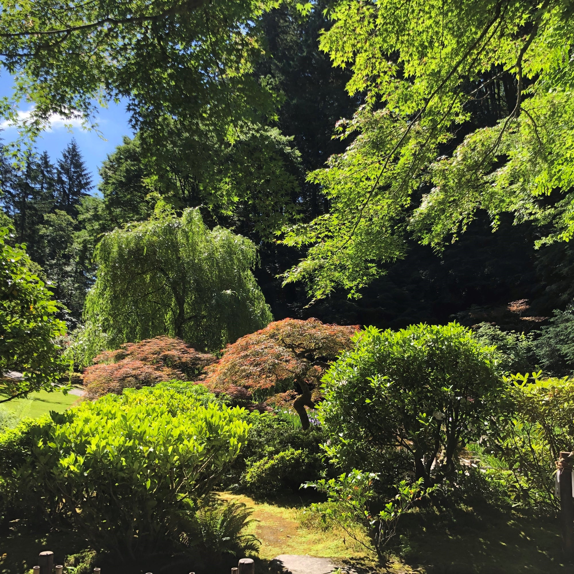 japanese garden image links to Dr. Shen's products page